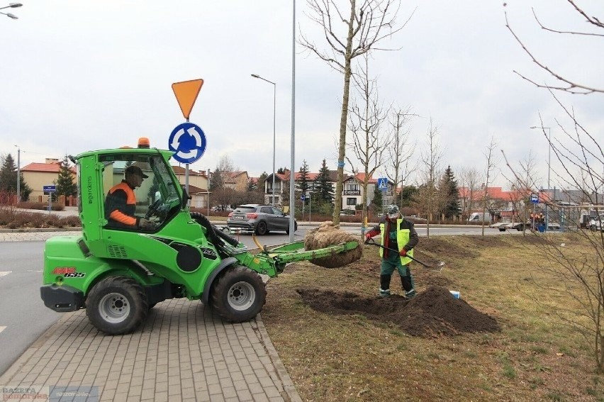 W 2023 roku we Włocławku posadzono ponad 700 dużych drzew.