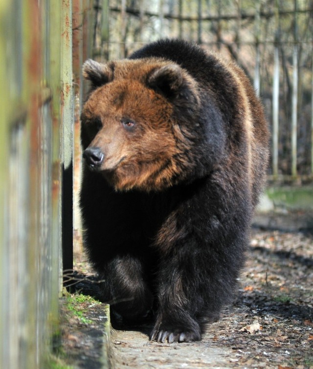 Bydgoskie niedźwiedzie rzadko zapadają w sen zimowy. Gdy temperatury spadają, stają się ospałe i nie wychodzą na wybieg