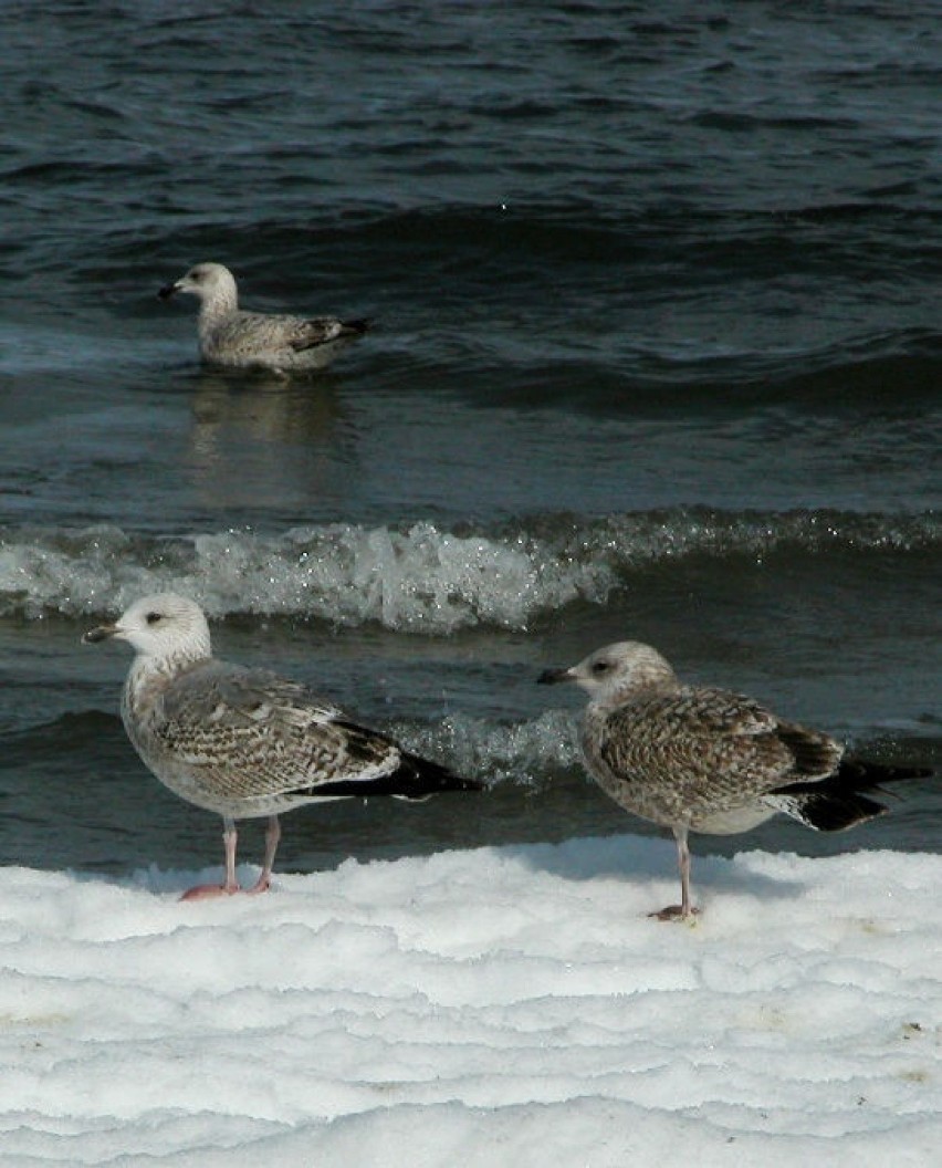 Ptaki w Zatoce Gdańskiej (Sopot) Fot. Artur Hampel