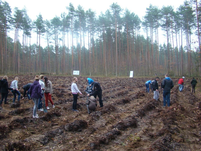 Nadleśnictwo Lębork. Z okazji 90-lecia Lasów Państwowych setki osób sadziło drzewa
