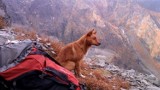 Tatry Słowackie. Pięć psów na Koprowym Szczycie. Czworonogi dostaną zakaz wędrowania po szlakach? 