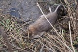 Plaga szczurów w gminie Czerniejewo. Urząd uspokaja: gryzoni jest mniej