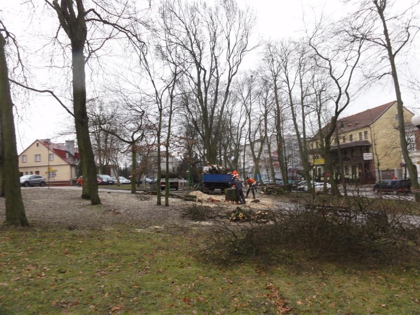 W parku w Kartuzach wycięto drzewa