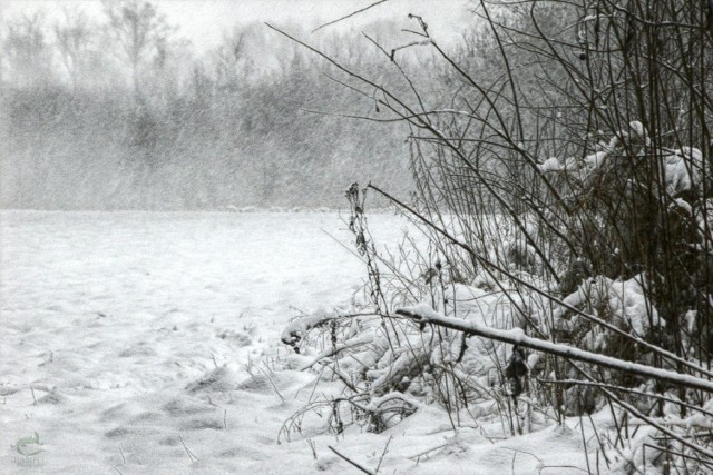 Pierwszy śnieg na łąkach przy mokradłach