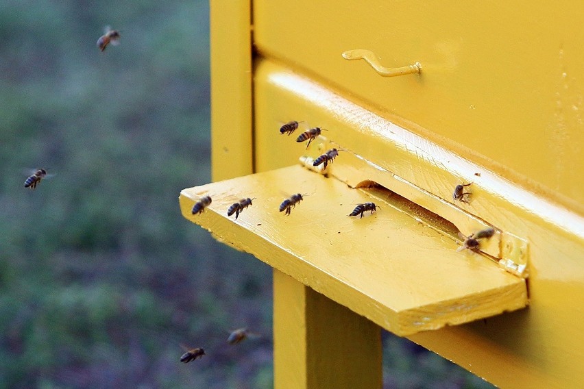 W Ogrodzie Botanicznym - Święto Pszczół
Organizatorzy...