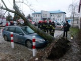 Drzewo spadło na samochód przy ul. Zielonej [zdjęcia]