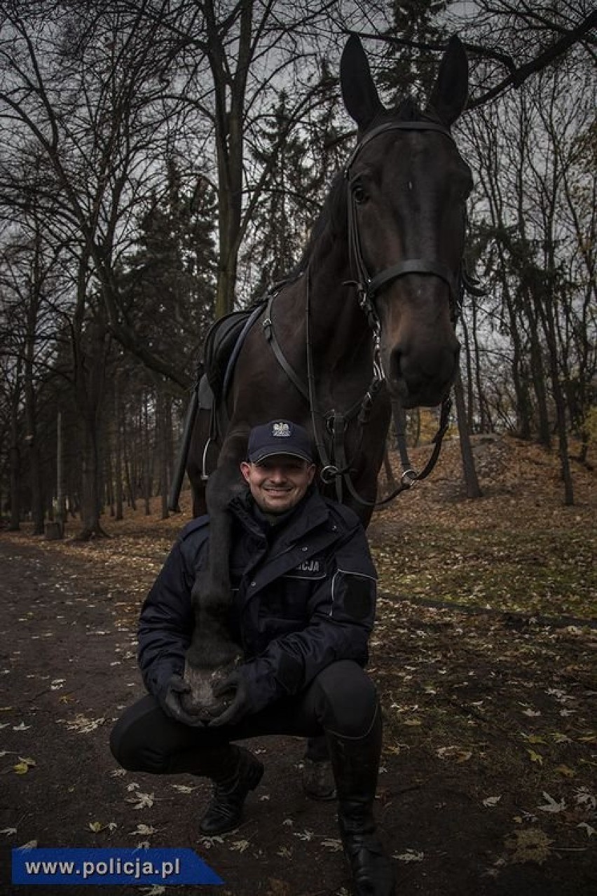 Zdjęcia z wystawy "NOWOCZESNA POLICJA W OBIEKTYWIE"