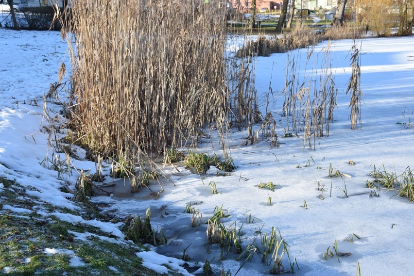 Zamarznięty lód na rzece, jeziorze czy stawie może być śmiertelną pułapką. Co robić, gdy załamie się lód