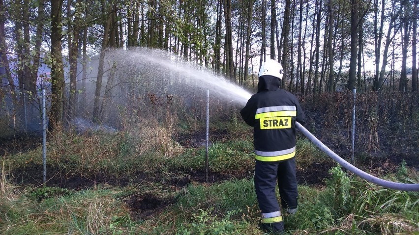 Pożar trawy w Siedlcach. Straż pożarna w akcji