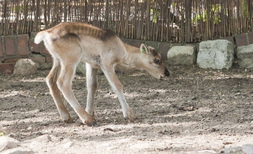 Nowe zwierzę we wrocławskim zoo (ZDJĘCIA)