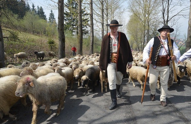 Majówka 2014 w Istebnej. Jedną z atrakcji będzie mieszani owiec