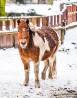 Zima w bydgoskim ZOO. Sprawdzamy, co słychać u jego mieszkańców [zdjęcia]