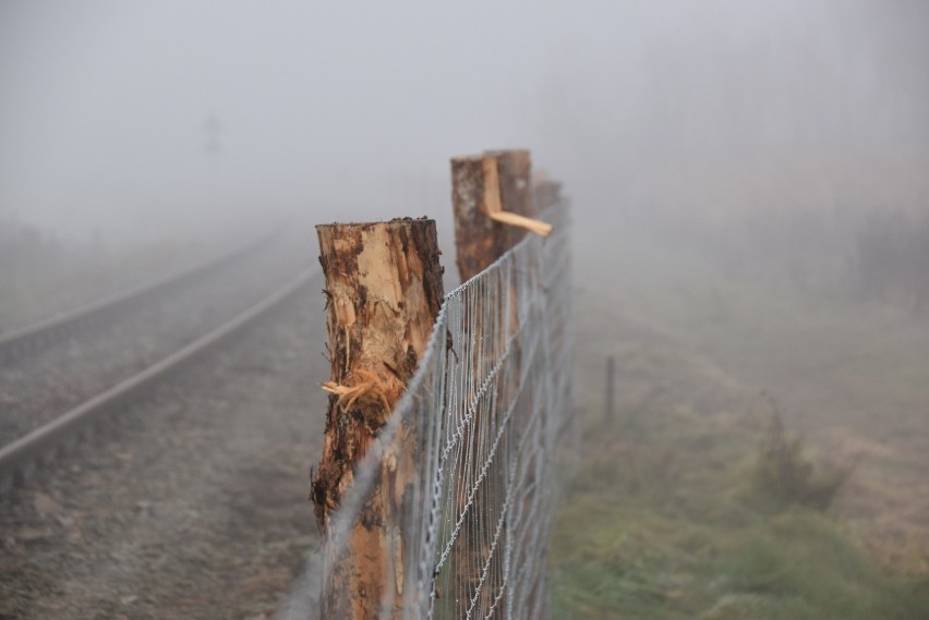 Płot będzie miał aż 41 kilometrów. Powstaje wzdłuż linii...