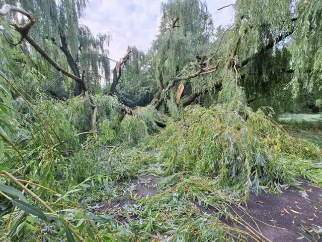 W parku Nad Jasieniem runęło potężne drzewo.