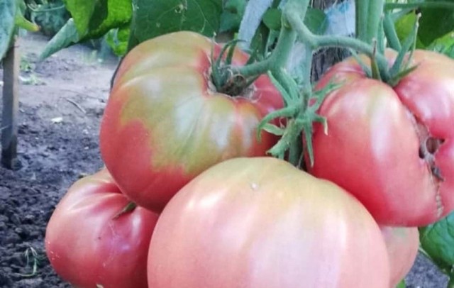 Takich okazów inni działkowicze mogą pozazdrościć.

Zobacz wideo: Pomidory to samo zdrowie! 5 powodów, dla których warto je jeść

wideo: x-news