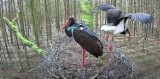 Bociany Czarne Online 2024. Można oglądać unikalną transmisję wprost z gniazda tego rzadkiego gatunku ptaków znajdującego się w Łódzkiem FOT