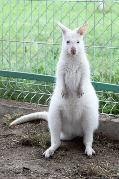 Wicek - niezwykły kangur albinos