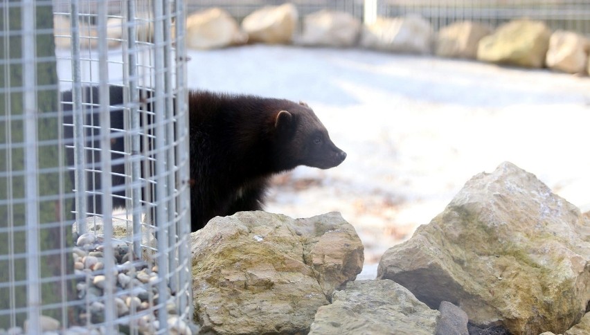 Dwa rosomaki ze śląskiego zoo mają nowy, większy wybieg