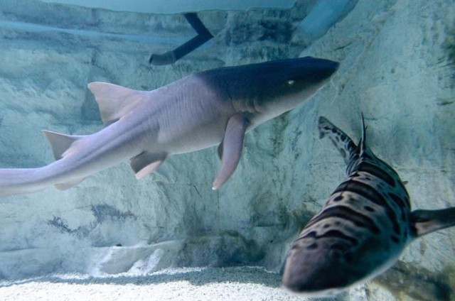 Rekinarium w Lubinie - od piątku do niedzieli mieszkańcy Lubina mają okazję podziwiać żywe rekiny