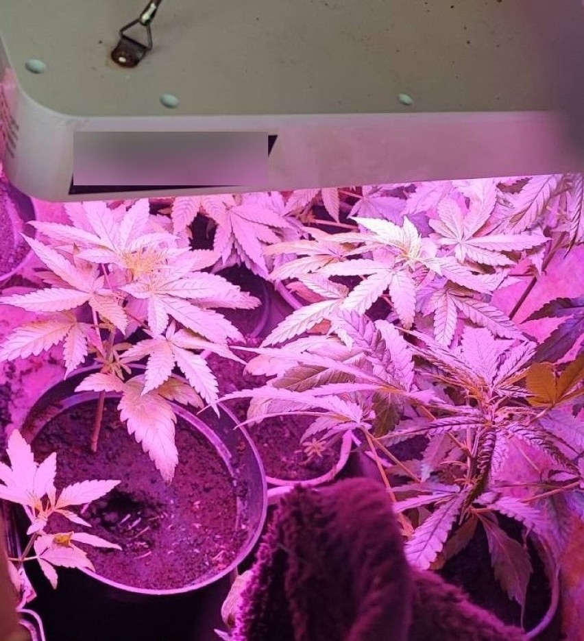 Policja prócz sadzonek zabezpieczyła sprzęt niezbędny do uprawy marihuany