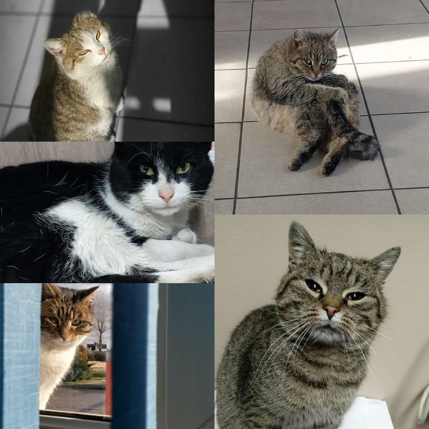 Dzień Kota!. Przedstawiamy zdjęcia kotów z Krosna...