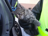 Tarnów. Strażnicy miejscy pomogli kotu uwięzionemu pod maską samochodu przy ulicy Waryńskiego. Spod maski dobiegało... miauczenie