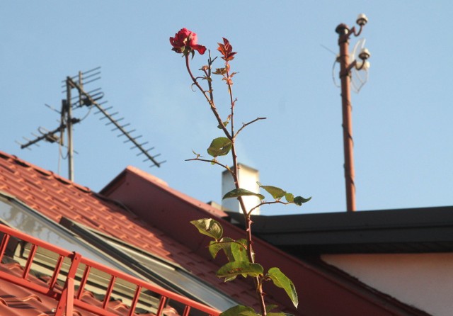 Państwo Aneta Lech- Bentkowska z mężem Stanisławem pochwalili nam się różą, która przy ich domu zakwitła akurat na Dzień Niepodległości. Roślina jest gigantycznej, 4 metrowej wysokości i zakwitła na szczycie czerwonym kwiatem. 

Zobacz zdjęcia.