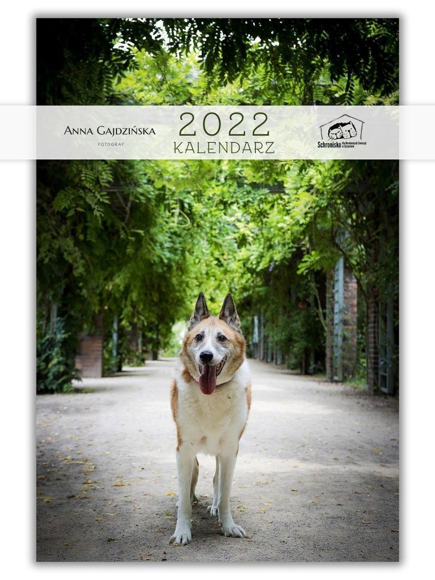 Schronisko w Szczecinie i wyjątkowe kalendarze na 2022 rok. Psy pozują na tle znanych miejsc w mieście