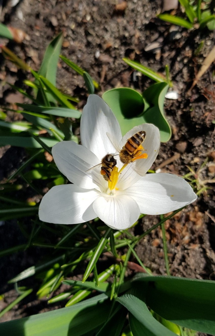 Oznaki wiosny. Pszczoły już pracują