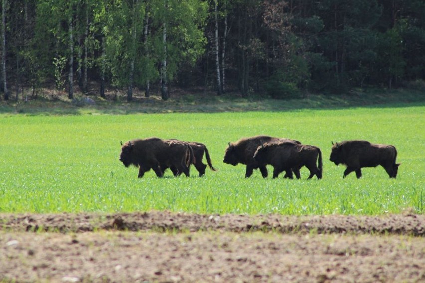 Na terenie gminy Jastrowie grasuje stado żubrów