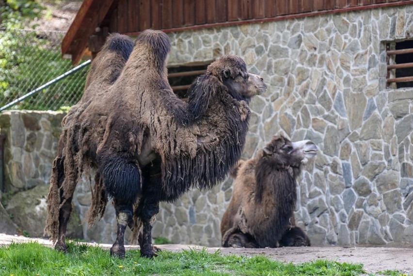 Wielbłądy dwugarbne w gdańskim zoo