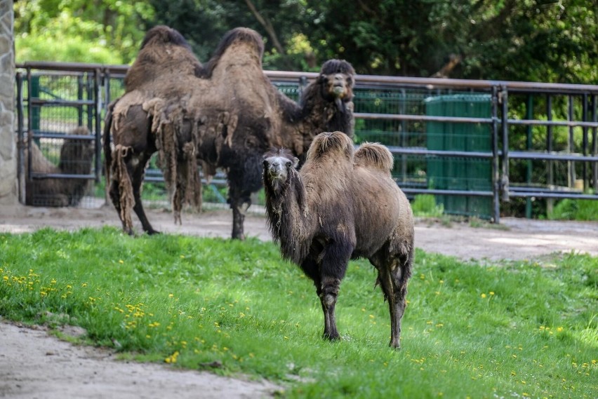 Wielbłądy dwugarbne w gdańskim zoo