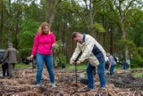 Las Integracji Lokalnej w Oleśnie powiększył się. To była druga taka akcja sadzenia drzew