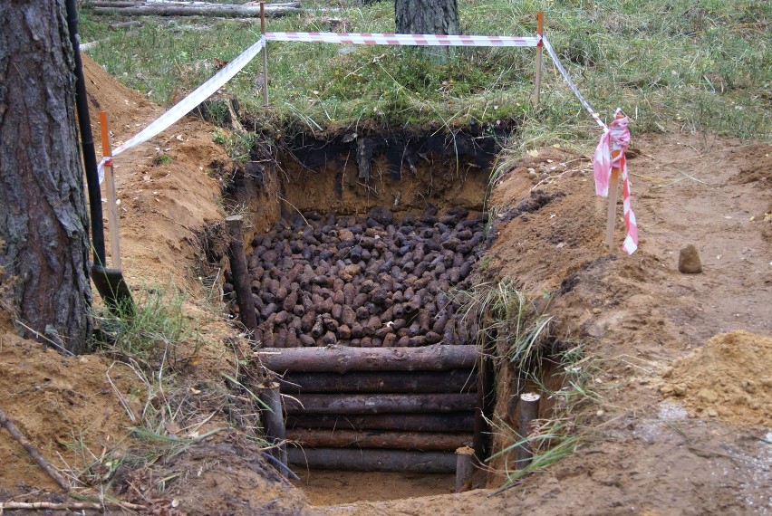 W lasach w Kaletach i Sośnicy znaleziono już ponad 5 tysięcy niewybuchów z czasów II wojny światowej