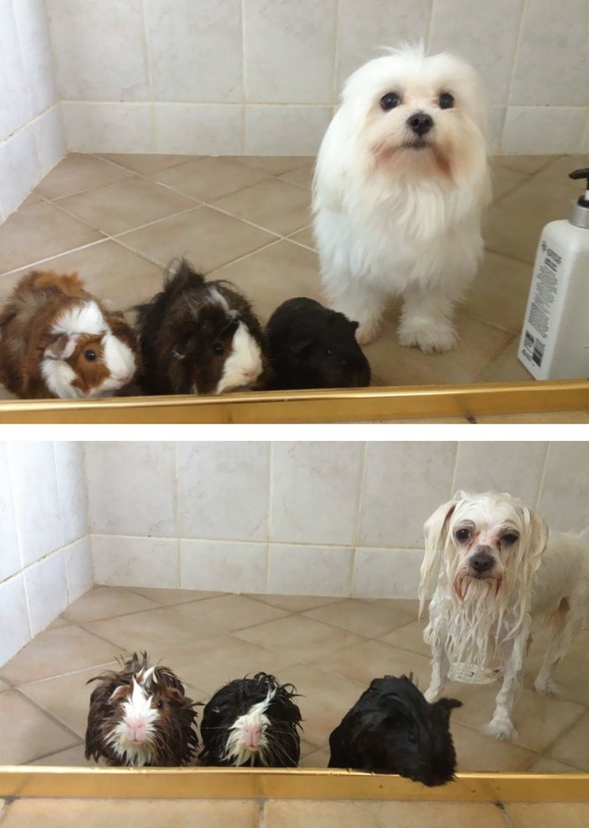 Przekomiczne zdjęcia zwierzaków przed i po kąpieli hitem Internetu [GALERIA]