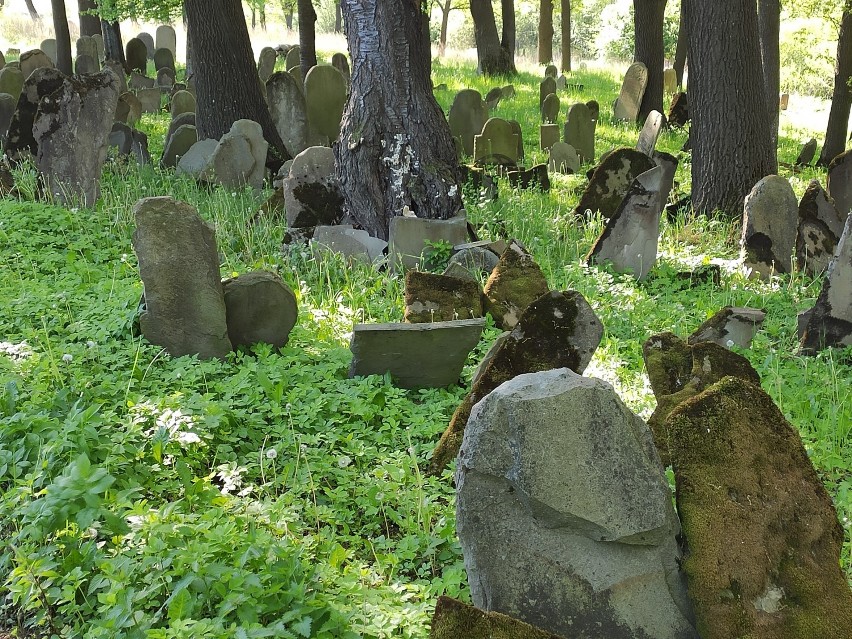 Największy cmentarz żydowski na terenie powiatu jasielskiego znajduje się w Nowym Żmigrodzie. Nekropolia została założona w XVI wieku [FOTO]