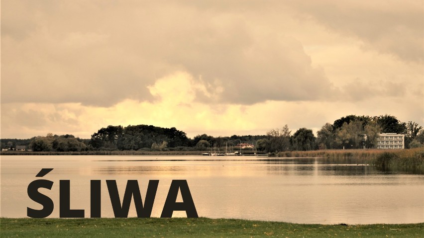 Najpopularniejsze nazwiska w gminie Zbąszyń. Sprawdź czy jesteś na liście! 