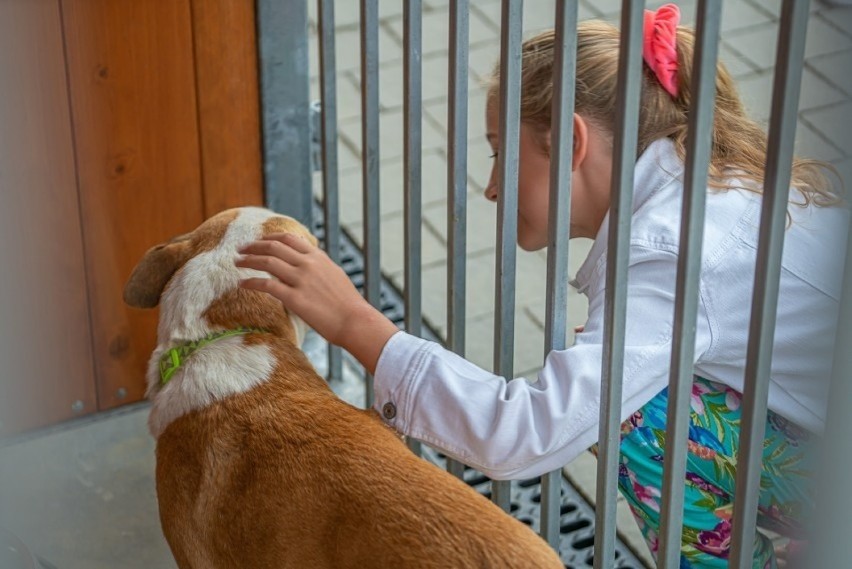 Nowy Sącz. W schronisku dla bezdomnych zwierząt kończą budowę wybiegu dla psów. Wolontariusze najpierw zebrali pieniądze, a teraz go budują 