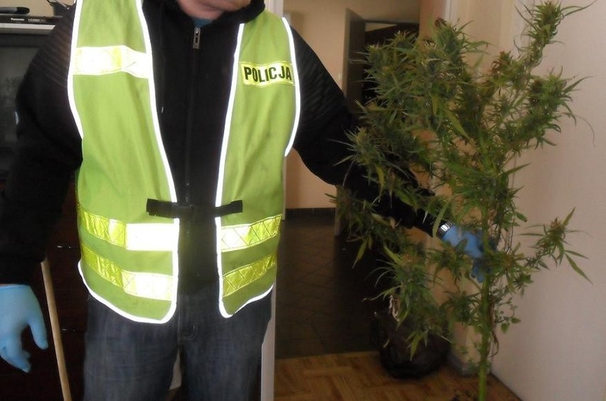 KPP Kwidzyn: 29-latek miał w domu prawie 0,5 kg marihuany