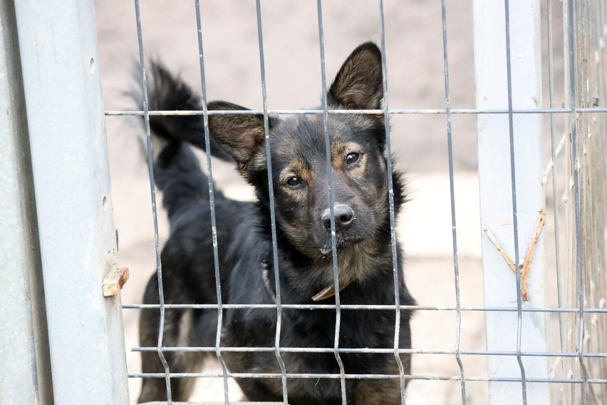 Te pieski czekają na adopcję w legnickim schronisku, zobaczcie ich zdjęcia