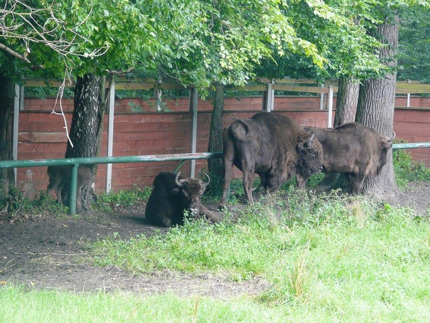 Narodziny w Ośrodku Hodowli Żubrów