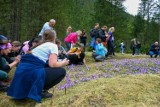 Krokusowe safari w Dolinie Chochołowskiej. Dzikie tłumy w kwietniowy weekend w Tatrach