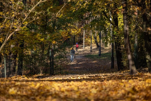 Park Bednarskiego