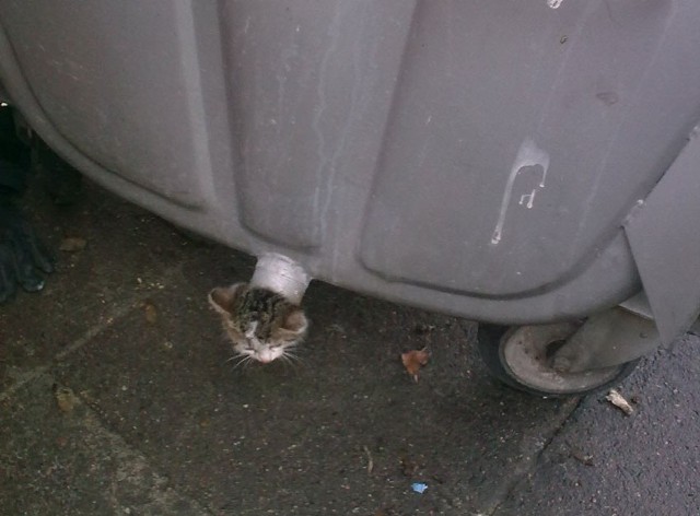 Łebek kota zaklinował się w rurze odprowadzającej wodę ze śmietnika.