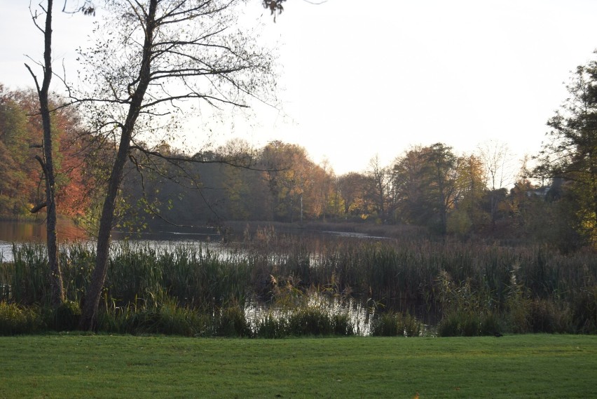 Park Rodzinny nad Jeziorem Kaplicznym w Kościerzynie poleca się na jesienny spacer. Jest pięknie! [ZDJĘCIA]