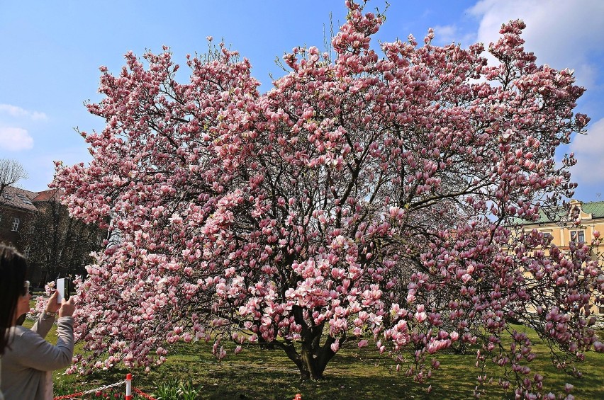 Wawel jak z bajki. Kwitnące magnolie [ZDJĘCIA]