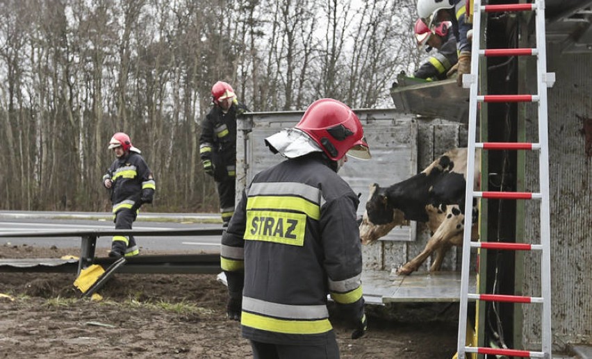 Na drodze S3 wywróciła się ciężarówka przewożąca krowy. Makabryczny widok [ZDJĘCIA, WIDEO]