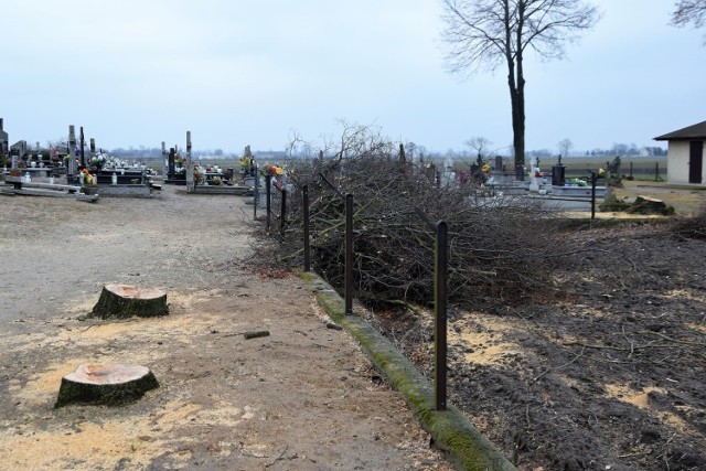 Do tej pory wyciętych zostało ponad 20 drzew na terenie cmentarza. W planach do usunięcia jest jeszcze kolejnych 10. Sadzenie nowych zacznie się jesienią br. lub wiosną roku przyszłego