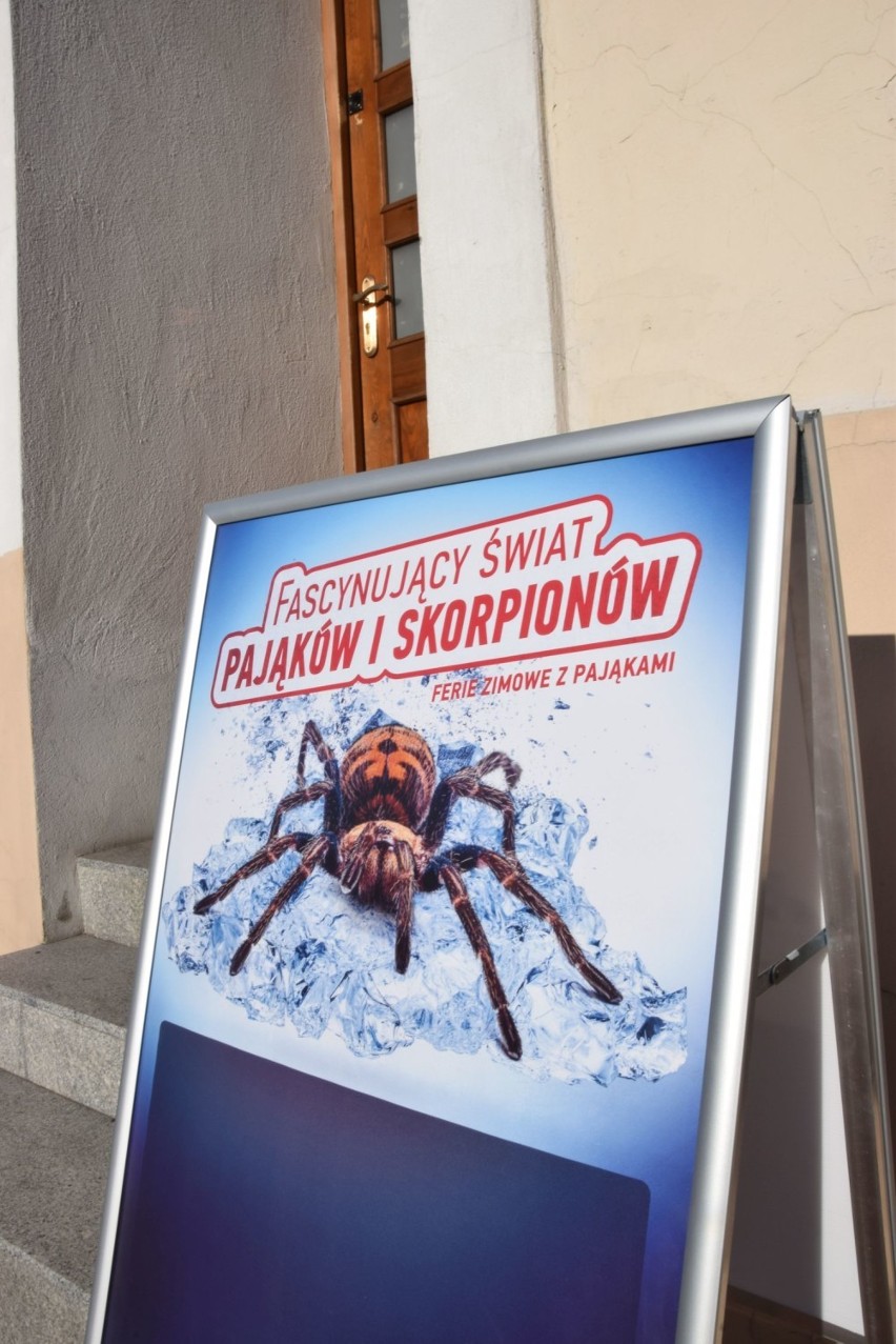 Wystawa pająków i skorpionów przyjechała do Wielunia. Będzie tutaj do 26 stycznia [ZDJĘCIA]