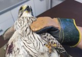 Ranna pustułka uratowana. O zranionym ptaku drapieżnym leśników powiadomił mieszkaniec Domaszkowa 